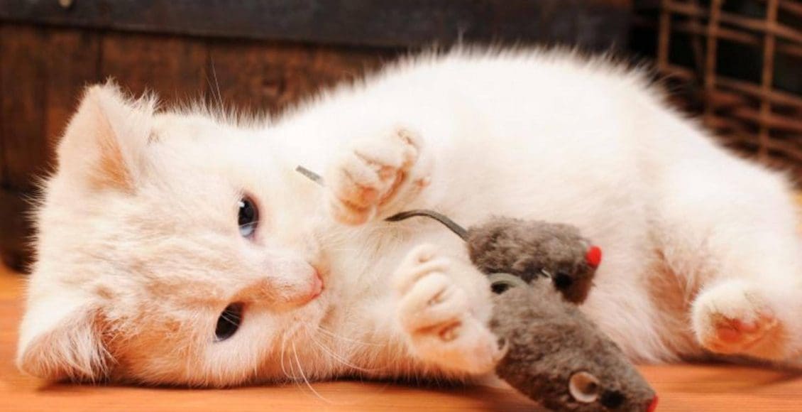 تفسير حلم القطط والفئران في المنام