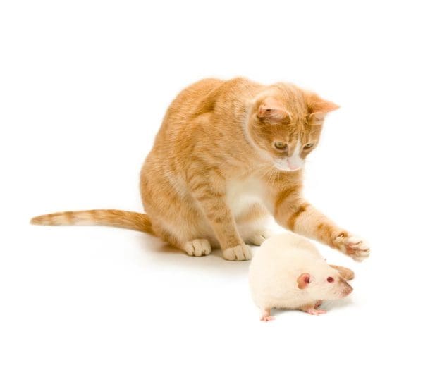 تفسير حلم القطط والفئران في المنام لابن سيرين