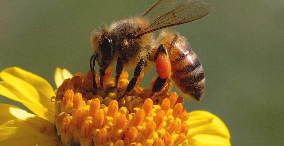 تفسير حلم النحل في المنام