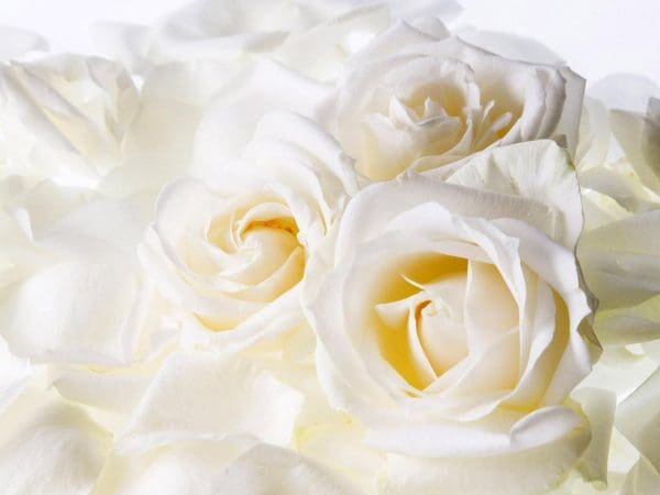 تفسير حلم الورد الأبيض في المنام للرجل