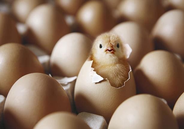 كيف تجعل البيض يفقس في يوم واحد