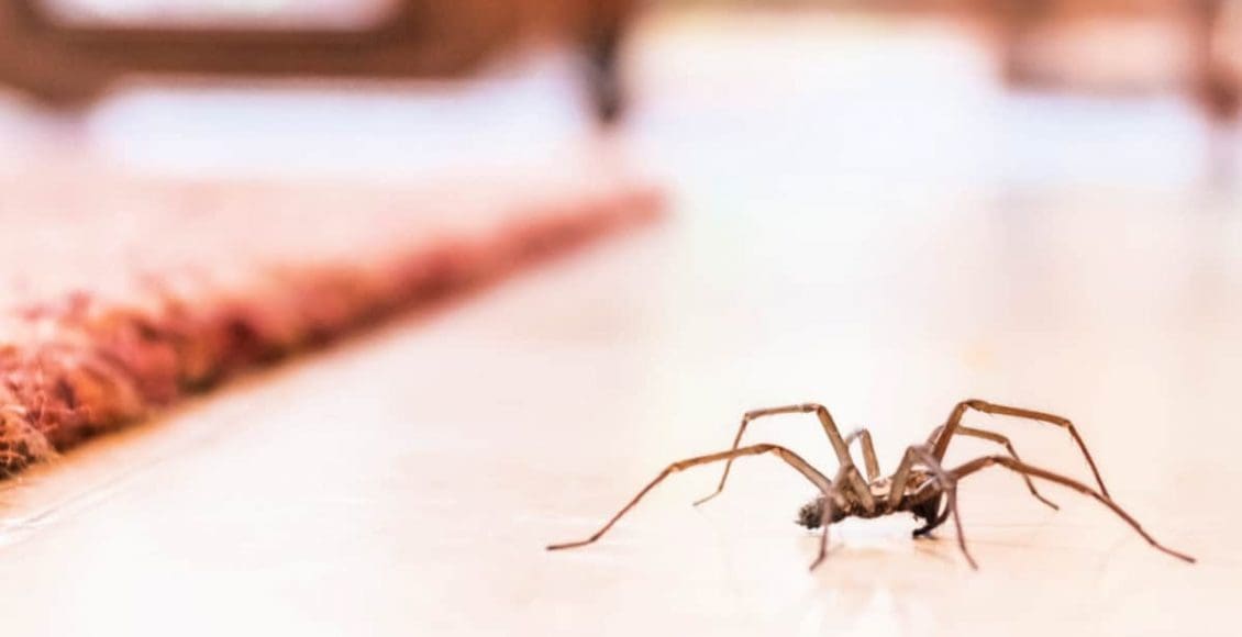 كيفية التخلص من العنكبوت في المنزل