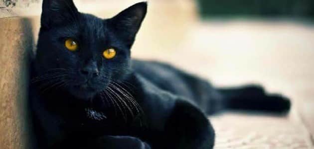 تفسير حلم قطة سوداء تهاجمني