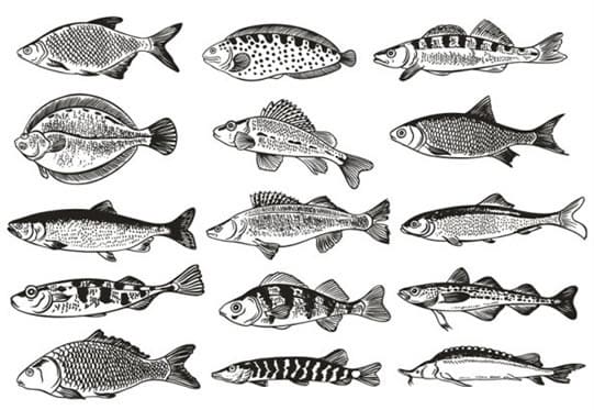 أنواع الأسماك وفقًا للرتبة