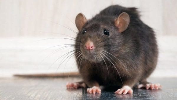 تفسير حلم الفأر الرمادي
