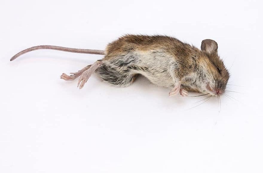 تفسير حلم الفأر الميت