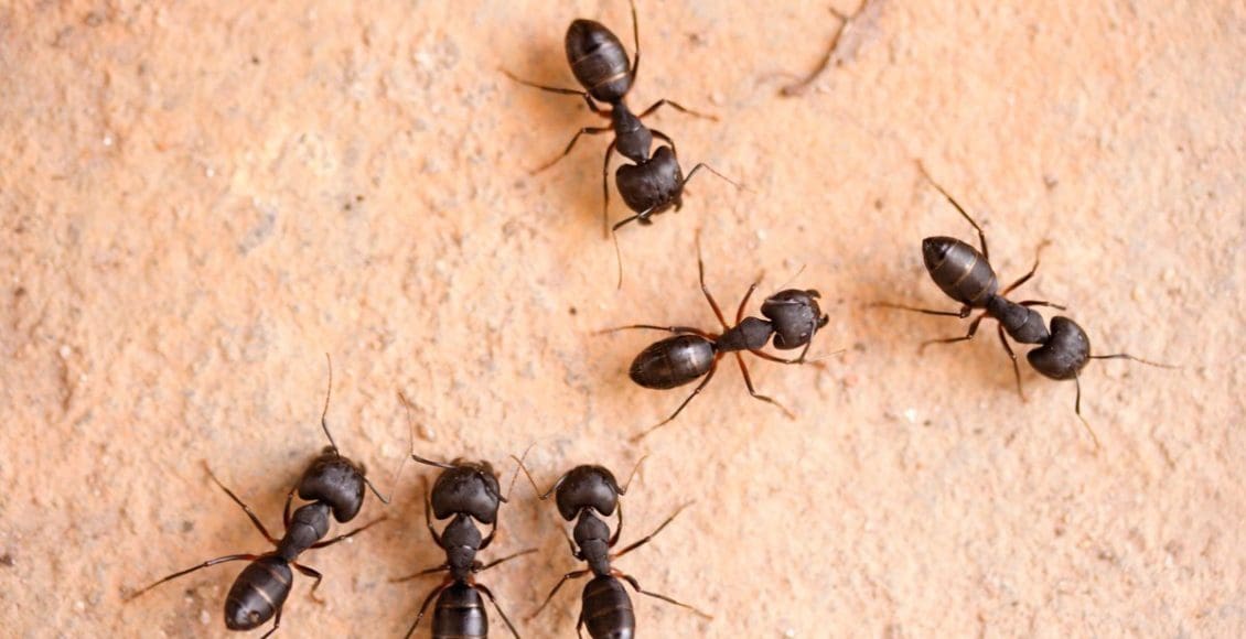 طريقة التخلص من النمل والصراصير نهائيًا