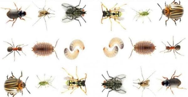 أنواع الحشرات المنزلية بالصور