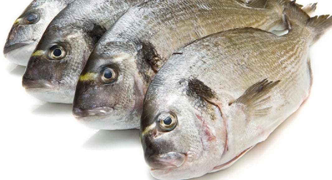 ما هي فوائد سمك الهامور الوقار؟
