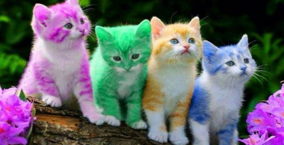 ألوان القطط في المنام