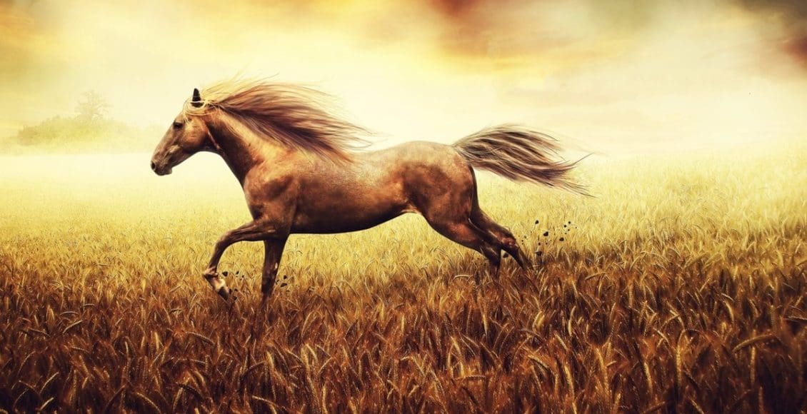 تفسير حلم الحصان البني للعزباء