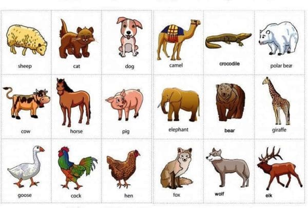 أسماء الحيوانات بالإنجليزي بالصور