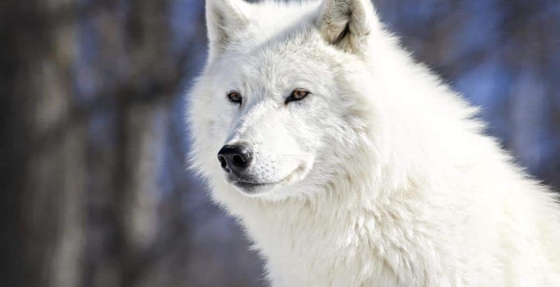 تفسير حلم الذئب الأبيض في المنام