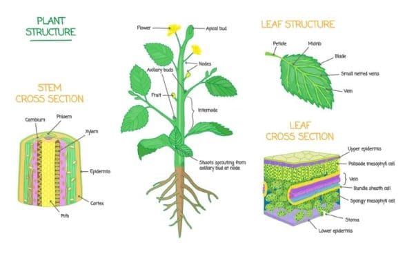 أجزاء النبات ووظائفها
