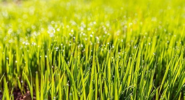 تفسير رؤية العشب الأخضر في المنام