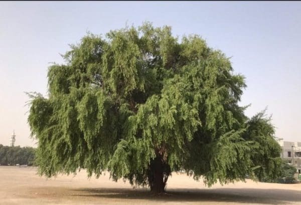 أفضل أشجار الظل في السعودية
