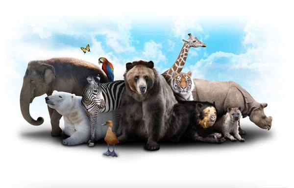 كم عدد الحيوانات الموجودة في العالم