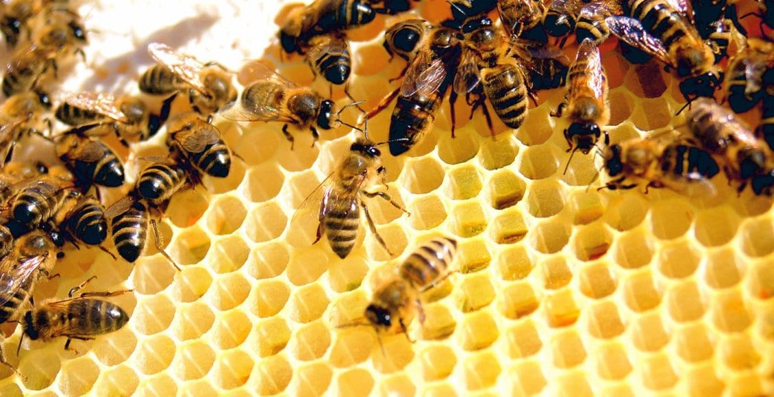 على ماذا يدل وجود خلية النحل في المنزل