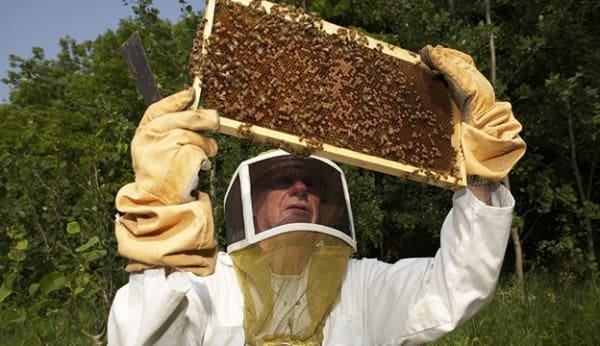 الوسائل المستعملة والاحتياطات المتخذة في مجال تربية النحل