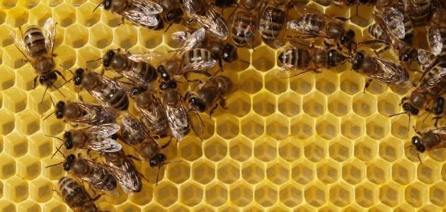 كيف يصنع نحل العسل شمع النحل