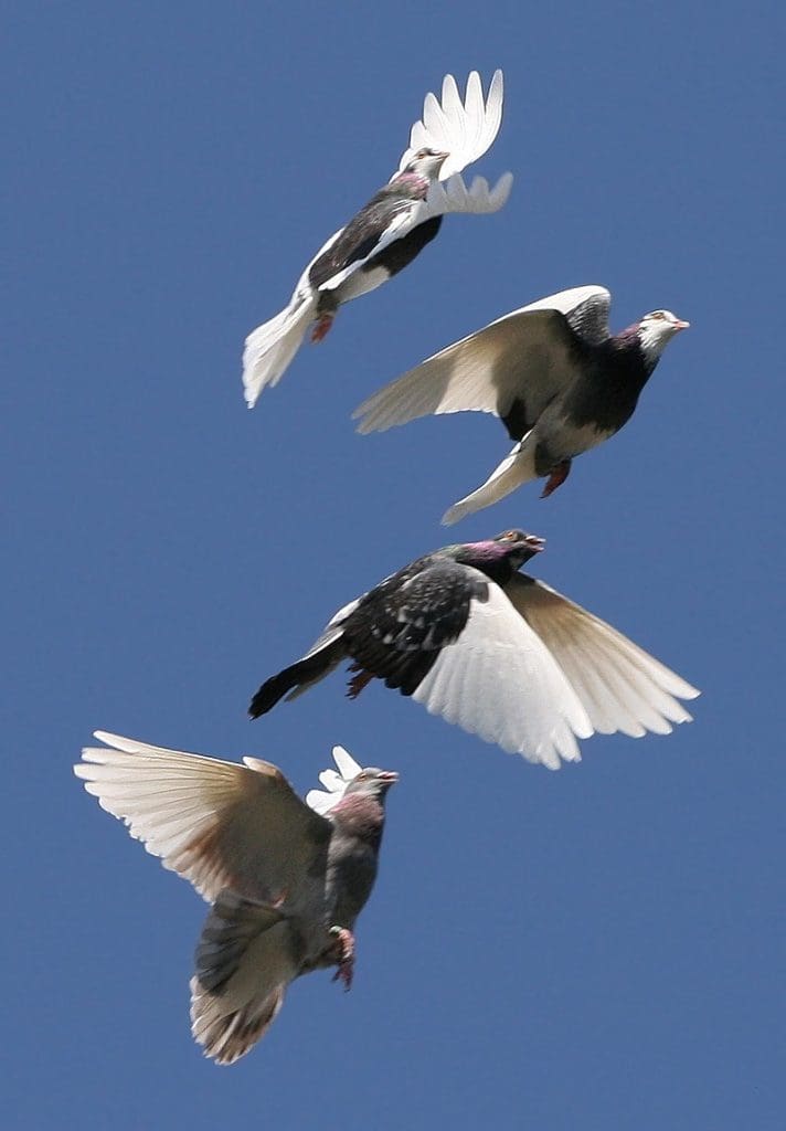 تركيب رئات الطيور يساعدها على الطيران. صواب خطأ