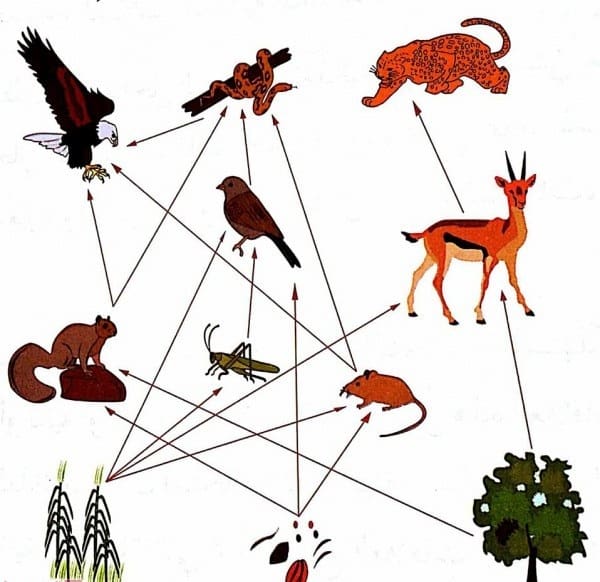 تصنف الطيور في السلسلة الغذائية