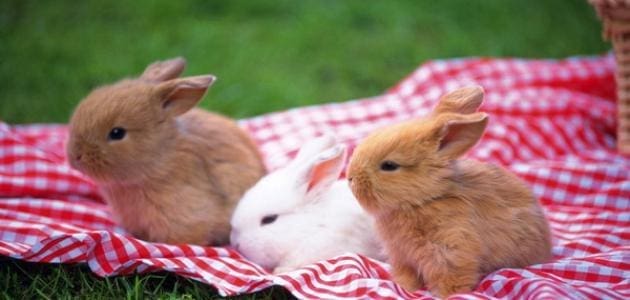 كيفية تحديد عمر الأرنب الحقيقي