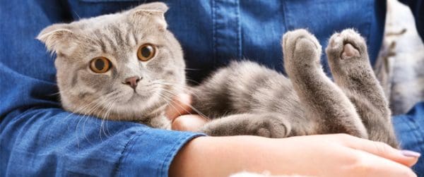 ما هي أمراض القطط المعدية للإنسان