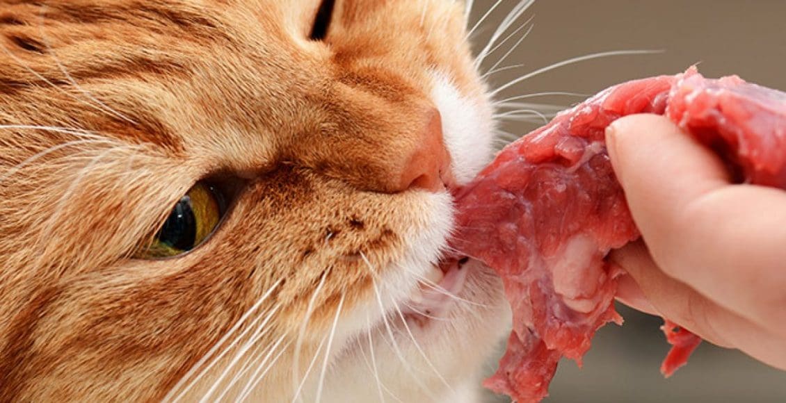 تفسير حلم رؤية قطة تأكل اللحوم في المنام