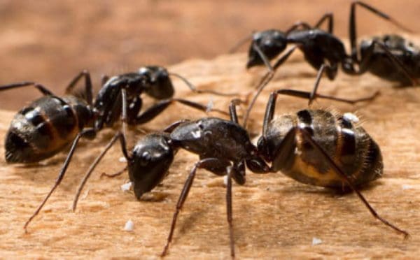 تفسير حلم رؤية قتل النمل في المنام