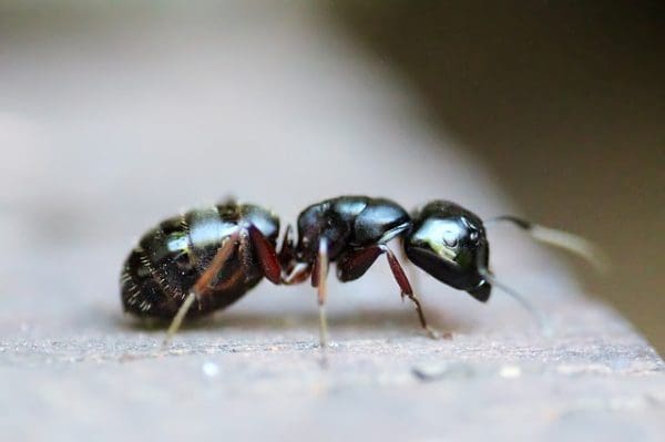 تفسير رؤية النمل يطير في المنام
