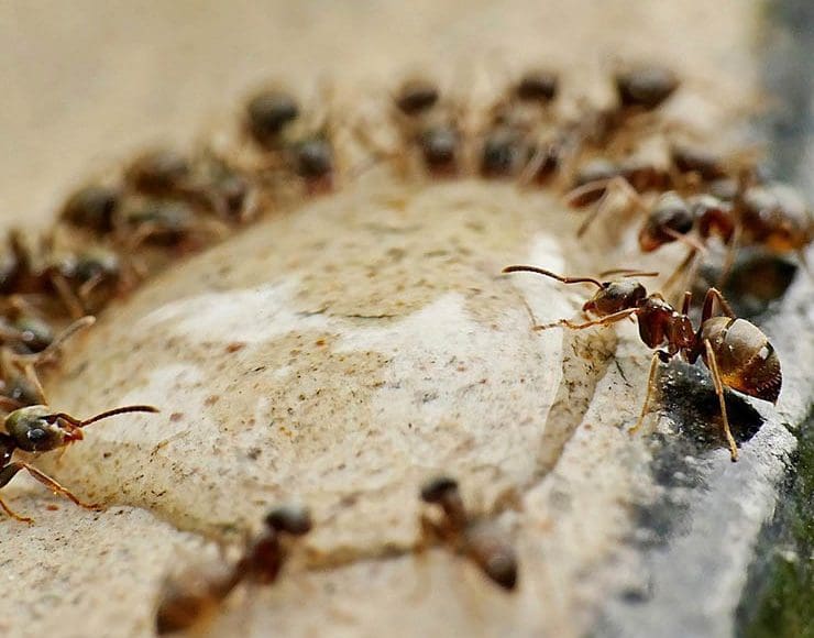 تفسير حلم النمل في الماء في المنام