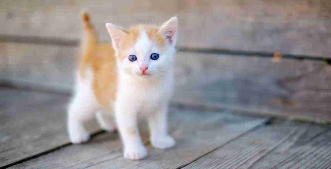 تفسير حلم القطط الصغيرة الملونة في المنام للعزباء