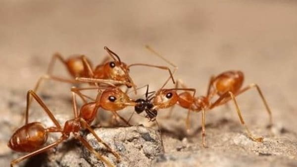 تفسير حلم مستعمرة النمل في المنام