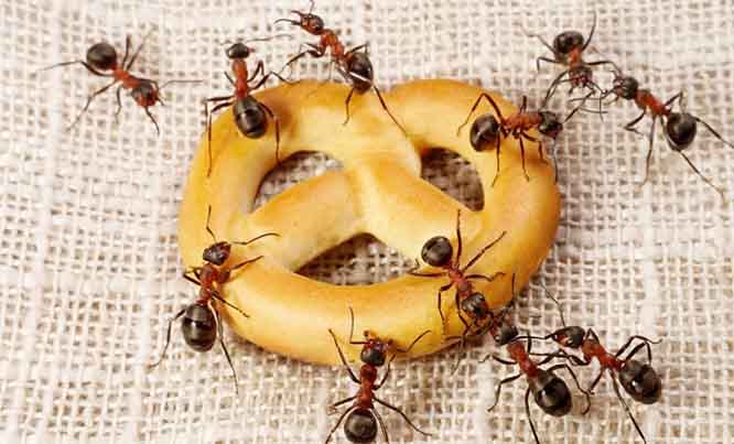 تفسير حلم رؤية النمل في الطعام في المنام