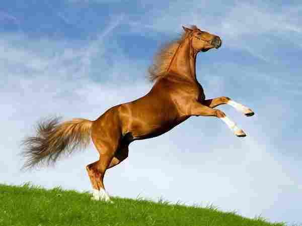 الفرق بين الحصان العربي الأصيل والحصان العادي