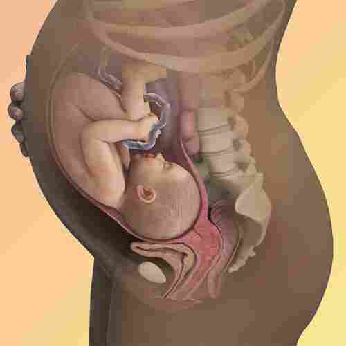 مراحل تطور الحمل أسبوعيا بالصور