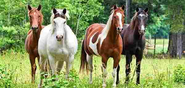 الفرق بين الحصان العربي الأصيل والحصان العادي
