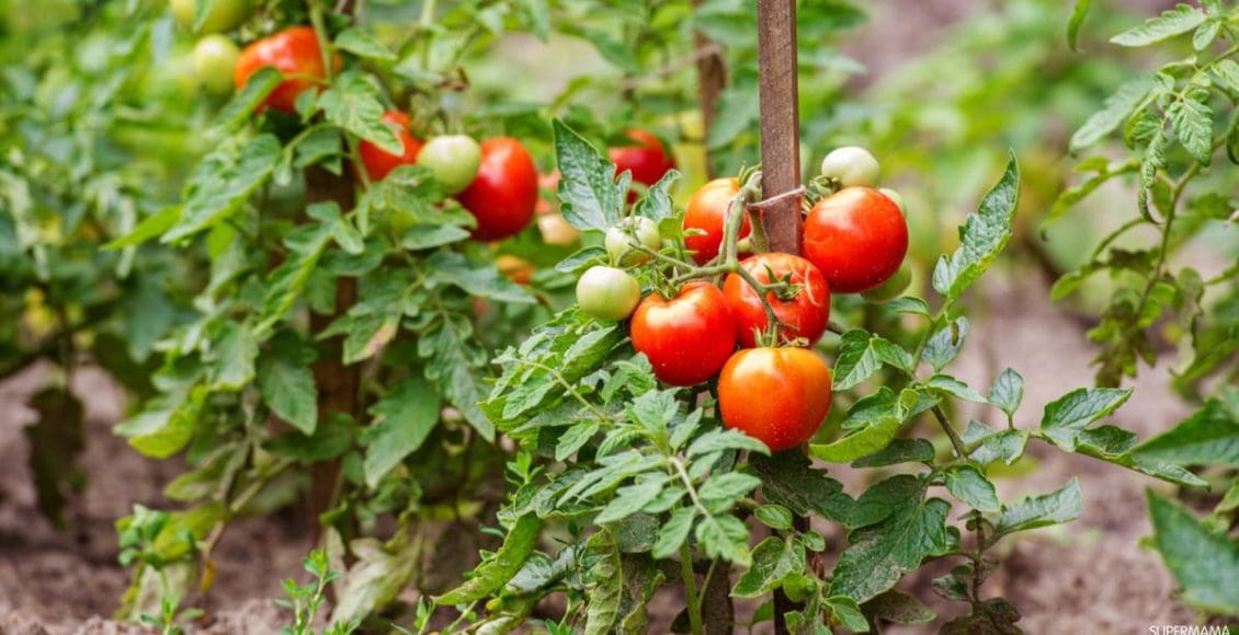 زراعة الطماطم في الصيف