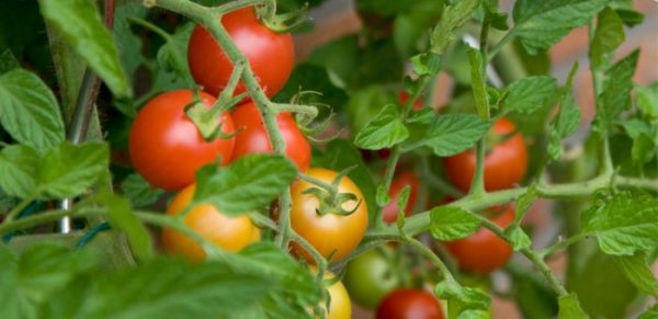 وقت زراعة الطماطم في الجزائر