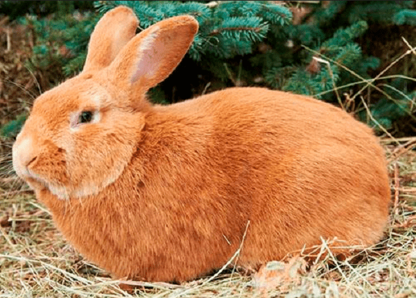كم عمر الأرنب عند التزاوج