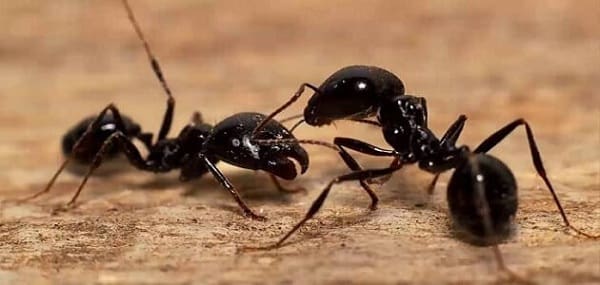 رؤية النمل في المنام للمتزوجة وللمطلقة