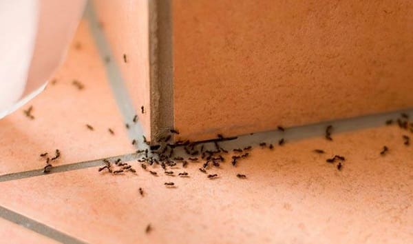 سبب ظهور النمل فجأة