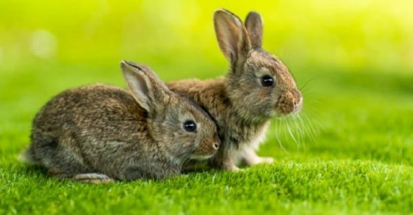 كم عمر الأرنب عند التزاوج
