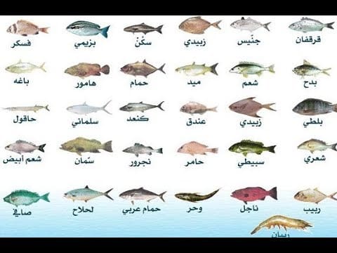 أنواع الأسماك واسمائها بالصور