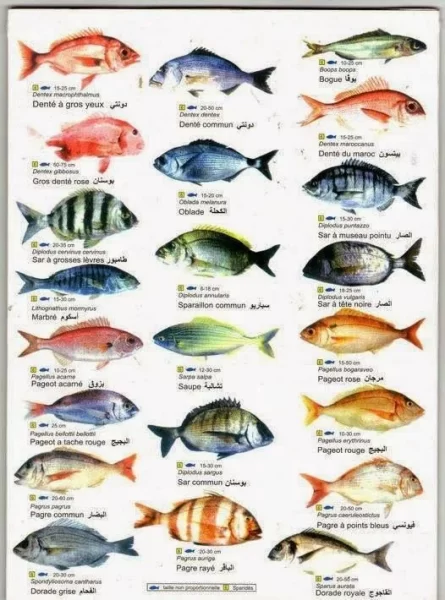 أنواع الأسماك واسمائها بالصور