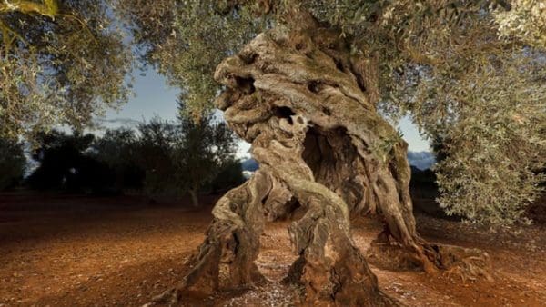 كم تنتج شجرة الزيتون الاسباني