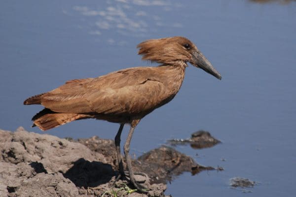 أنواع الطيور في السعودية