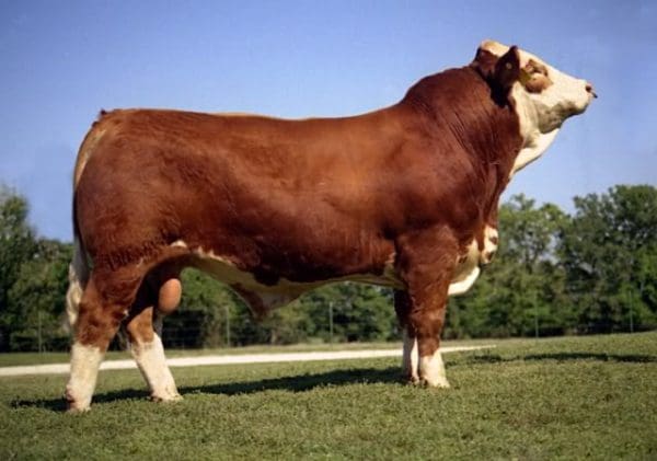 أنواع البقر في مصر