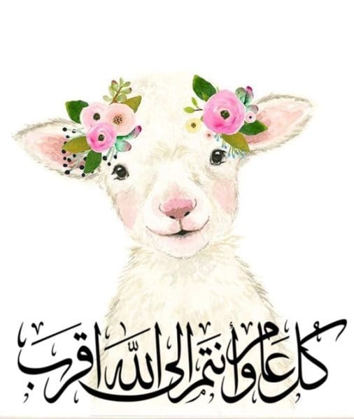 أجمل الصور خروف العيد
